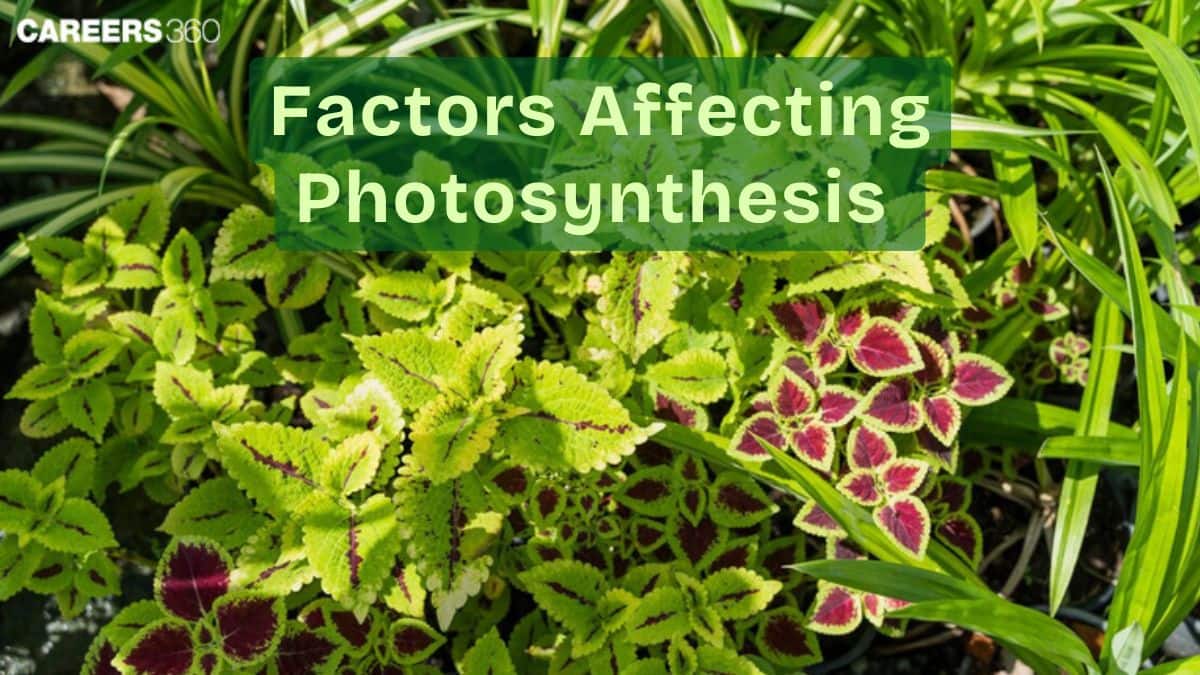 Factor Affecting Photosynthesis: Overview, Equation, Affecting Factors, Equation, Process